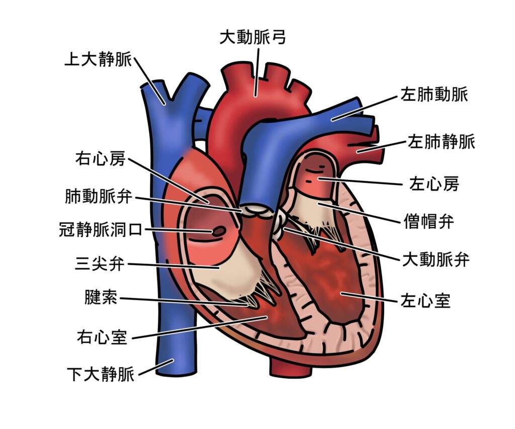 心臓の構造を示す画像